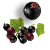 blackcurrant